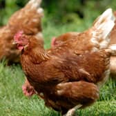 Free range hens roaming and foraging on farm meadow grass. PIC: Adobe