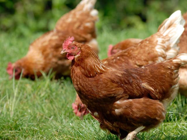 Free range hens roaming and foraging on farm meadow grass. PIC: Adobe