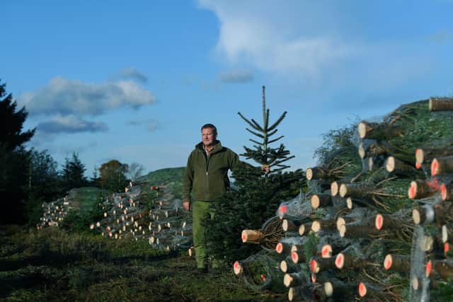 David Grewer who runs Yorkshire Moors Christmas Trees near Pickering