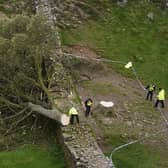 Police officers look at the tree at Sycamore Gap, next to Hadrian's Wall, in Northumberland which has come down overnight after being "deliberately felled," the Northumberland National Park Authority has said