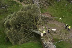 Police officers look at the tree at Sycamore Gap, next to Hadrian's Wall, in Northumberland which has come down overnight after being "deliberately felled," the Northumberland National Park Authority has said