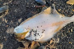 A dead fish on Marske beach in an image shared by dog walker Sharon Bell