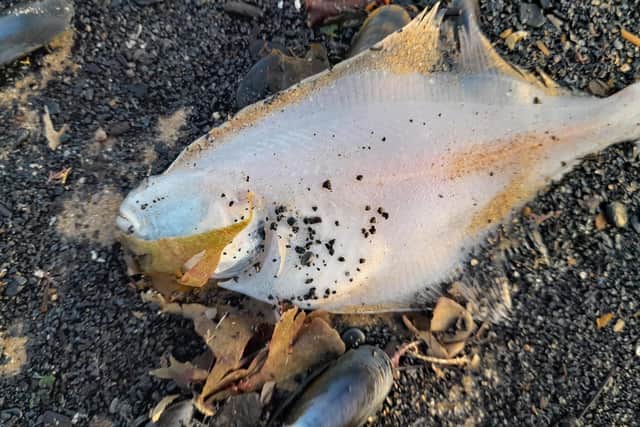 A dead fish on Marske beach in an image shared by dog walker Sharon Bell