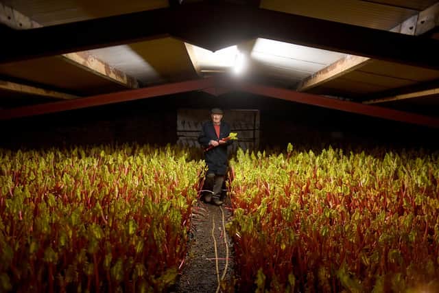 Rhubarb Grower for over 60 years David Tomlinson pictured in the sheds at Tomlinsons Rhubarb, Pudsey. Picture by Simon Hulme