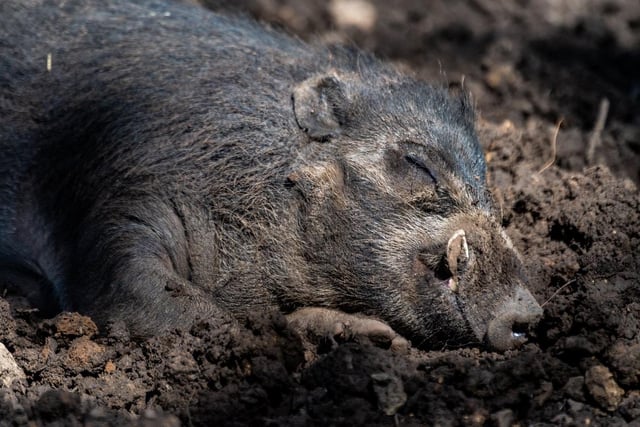A Visayan warty pig sleeps in during the heatwave at Lotherton Hall.