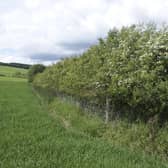A hedgerow on a farm. PIC: PA/RSPB