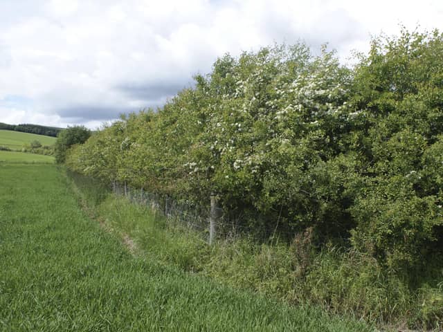 A hedgerow on a farm. PIC: PA/RSPB
