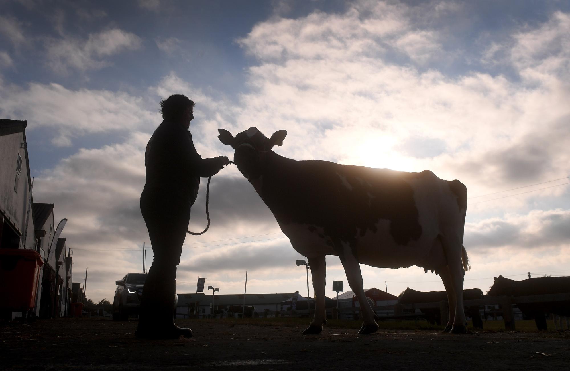 The early morning sun rises behind a dairy cow as exhibitors prepare for the opening day of the Great Yorkshire Show