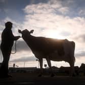 The early morning sun rises behind a dairy cow as exhibitors prepare for the opening day of the Great Yorkshire Show