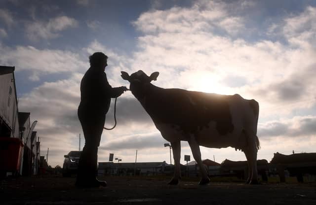 The early morning sun rises behind a dairy cow as exhibitors prepare for the opening day of the Great Yorkshire Show
