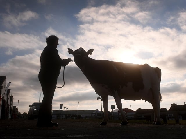 The early morning sun rises behind a dairy cow as exhibitors prepare for the opening day of the Great Yorkshire Show