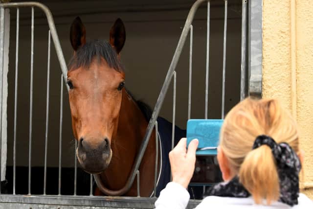 Middleham Racing Stables Open Day. Public view the horses at Mark Johnston's Stable Middleham in 2022.