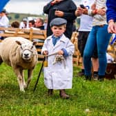 The 111th Wensleydale Agricultural Show held near Leyburn, North Yorkshire in 2025. Pictured Wilf Gregg, 3, of Masham, with his Beltex Cross Sheep, during the judging of the 6 & Under Young Handler Class. Picture: James Hardisty.
