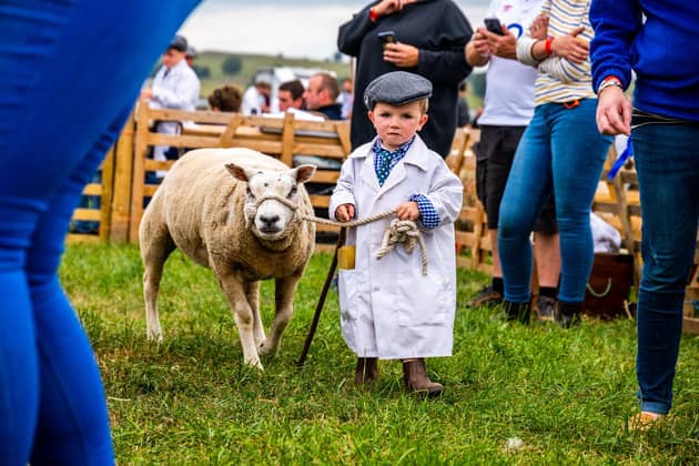 The 111th Wensleydale Agricultural Show held near Leyburn, North Yorkshire in 2025. Pictured Wilf Gregg, 3, of Masham, with his Beltex Cross Sheep, during the judging of the 6 & Under Young Handler Class. Picture: James Hardisty.