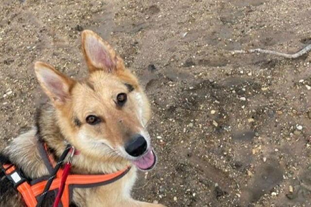 Suki was incredibly thin when she was rescued, but despite this, she successfully reared her litter of happy, healthy and great-natured puppies. She is described as an "active girl who absolutely loves being out and about enjoying her new found freedom".
