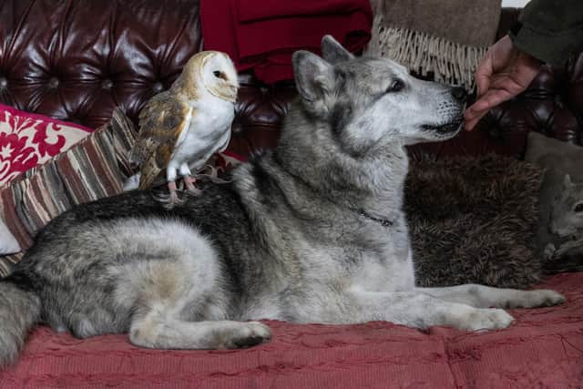 Blue with Xena the barn owl.