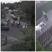 Residents of Leeds were left bewildered this morning after a string of ponies ran down the road in front of their homes – followed closely by their owner and police officers.