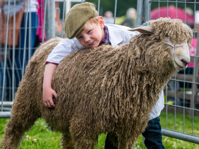 Benji Brook, 5, of Camblesforth, near Selby, hugs a Lincoln Longwool from Skylark Rarebreeds