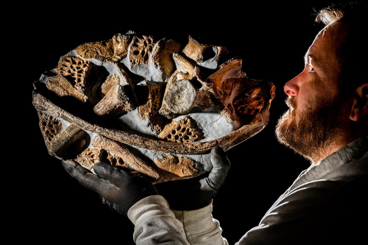 Fossilienjäger aus Yorkshire: Seltene Krokodilknochen bei Whitby entdeckt ...