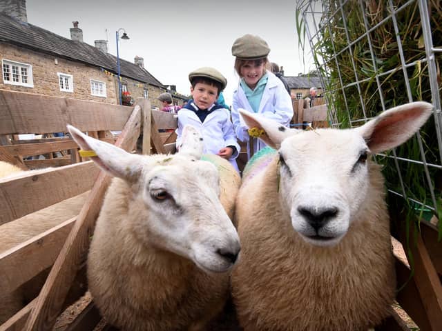 Maisie Wilson aged 7 with her brother Edward aged 5 from Northallerton pictured with some Fat Lambs.
