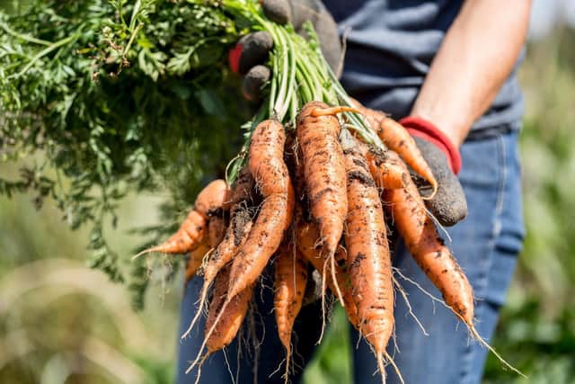 Carrots harvested from a community allotment. PIC: Paul Debois/RHS/PA Wire