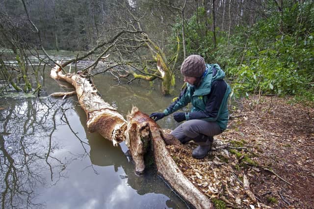 Cath Bashforth, Ecologist with Forestry England looks at the work by a breading pair of beavers felling  a beech tree in their habitat in Cropton Forest near Pickering. Picture Tony Johnson