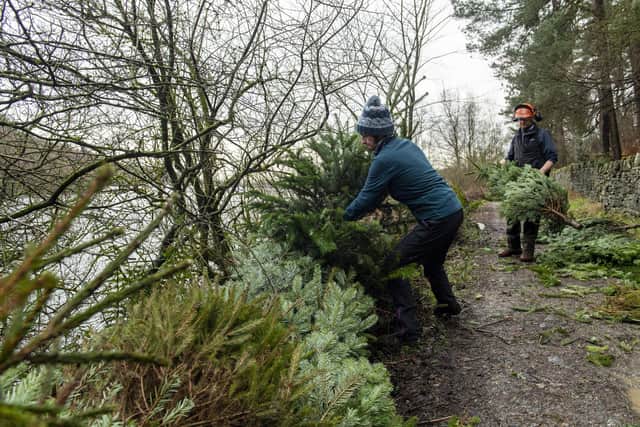 Calderdale Council's Countryside Officer, Chris Sutcliffe and volunteer Janet West recycling christmas trees to build hedge rows at Ogden Reservoir.