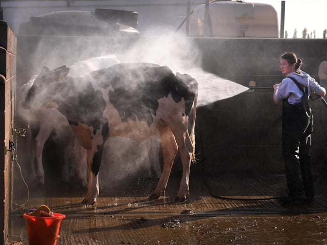 Louise Bradley Sprays down her cow ready for the show
