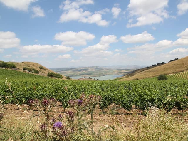 Wild and lovely Sicily, the home of Fiano grapes