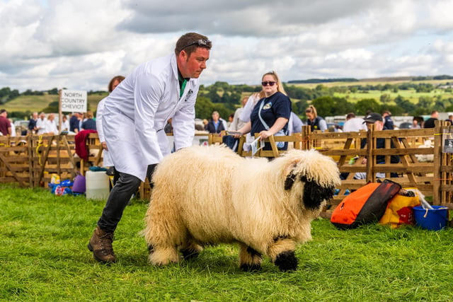 Scott Taylor, of Thirsk, controlling one of his Yorkshire Valais Blacknose sheep during judging