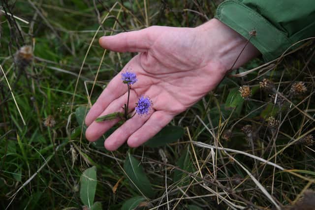 Pictured Tim Conway from Priory Meadows Community Interest Company with Devil's-bit scabious Picture Jonathan Gawthorpe 15th October 2026