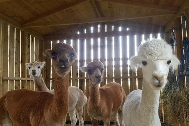 The family who own the property keep alpacas