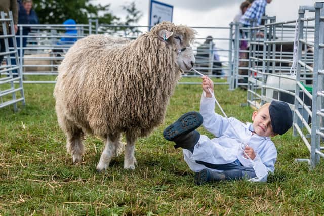 Penistone Show. Joe Stone, aged five, of Newark, waiting to show his Lincoln Long Wool sheep called Barney, in the rare breed ram lamb class.