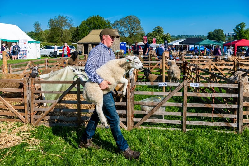 Pictured James Caton, of Weston, Otley, carrying a Texel lamb into the sheep area at the show