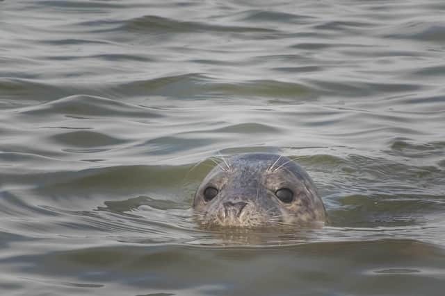 Harbour seals pictures at Teesmouth