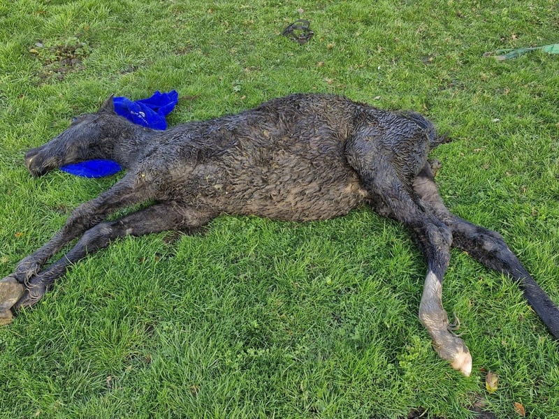 Now, Hannah Allwood has been in contact with her MP, Robbie Moore, in the hope that more can be done to protect livestock, pets and vulnerable people from the stress and pain that fireworks, let off indiscriminately, can cause.