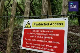 Japanese knotweed nightmare for Yorkshire property market