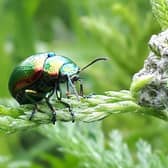 The Tansy beetle