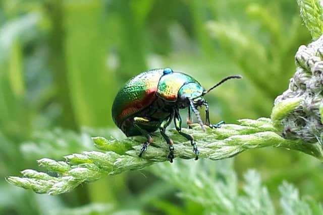 The Tansy beetle