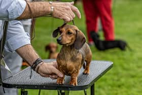 A competitor set their Dachshund for judging.