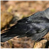 A jackdaw called Derek is reportedly terrorising villagers in Rossington. (Photo: Pixabay)