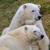 Yorkshire Wildlife Park is home to eight polar bears.