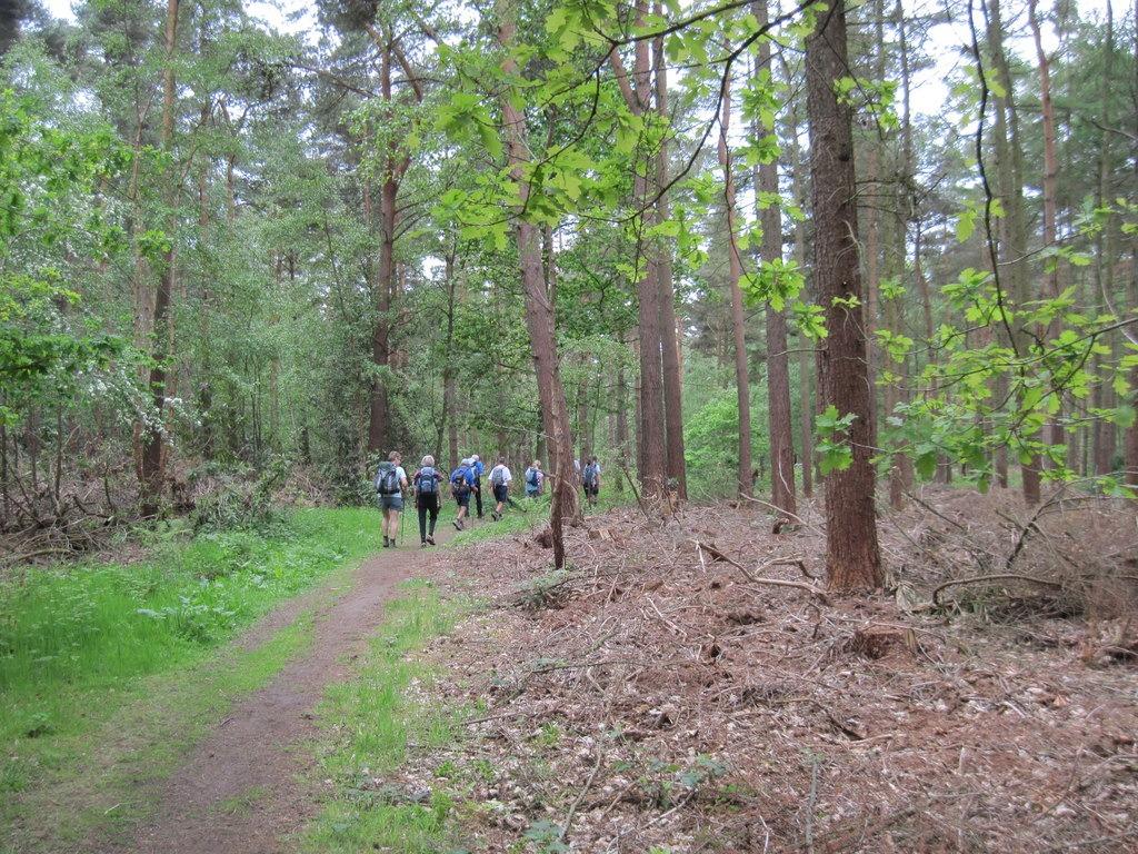 Bid for York woods which dates from William the Conqueror’s reign sparks objections