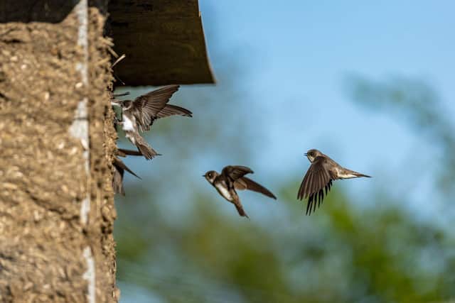 Sand martins have occupied the 'hotel' Wensleydale gamekeepers and residents created. Photo: Emily Graham