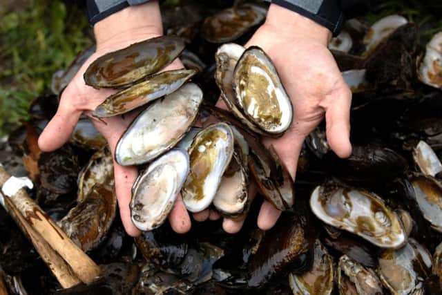 One of the most critically endangered molluscs in the world, the freshwater pearl mussell can live for 100 years. Scotland has many important populations of these creatures, which are crucial indicators of freshwater diversity, but they are threatened by a rise in water temperatures, flooding, and drought.