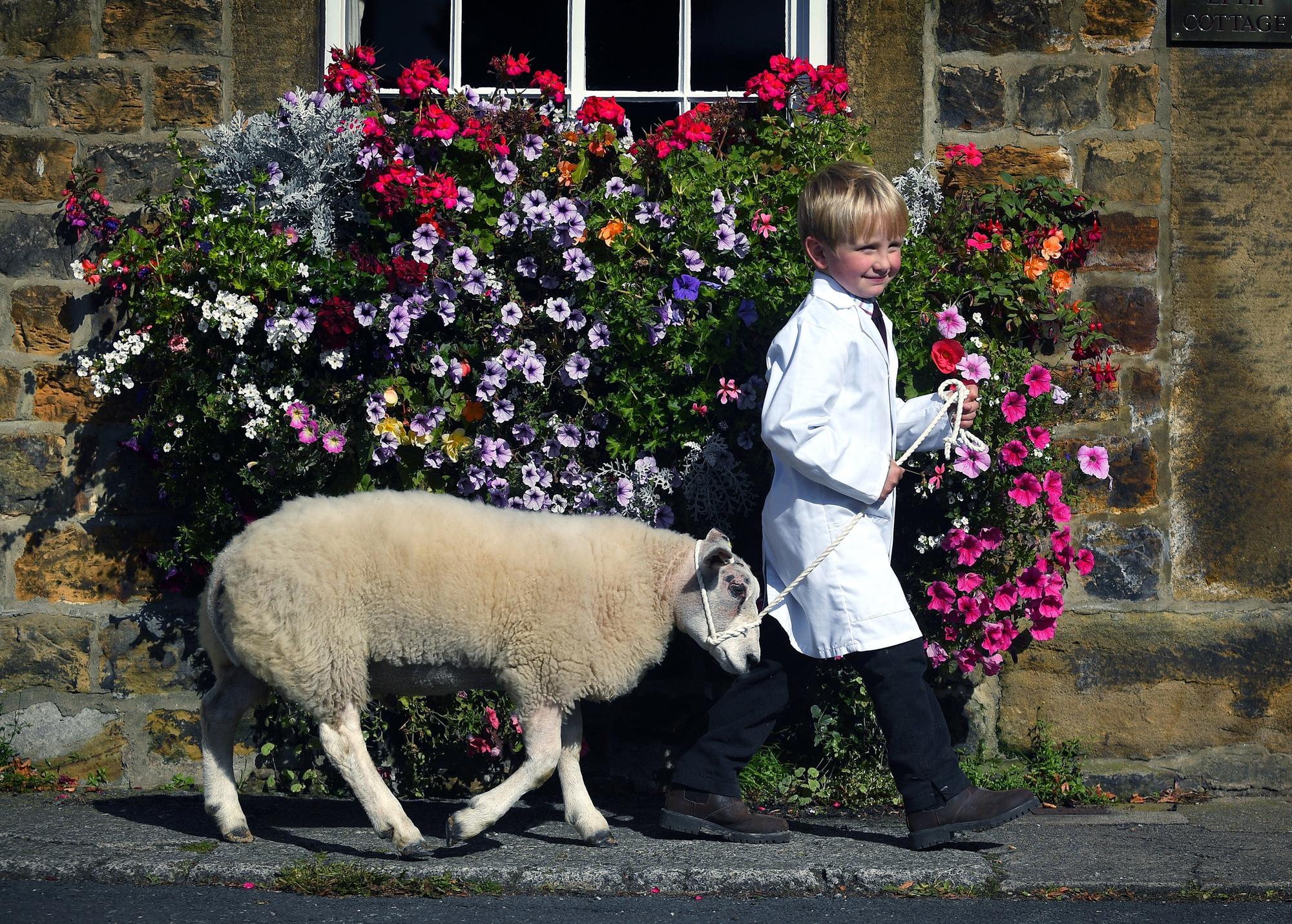 Masham Sheep Fair 2026: Best pictures from the annual event on Saturday