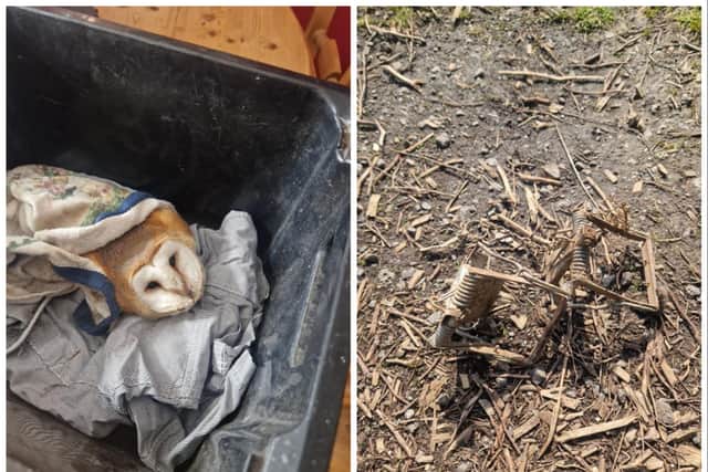 Owl died after being caught in rat trap set up on Yorkshire allotment as tenant sentenced