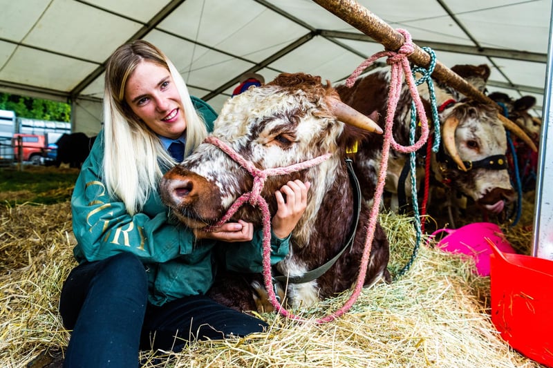 Alisha Lack, of Easingwold, with her 10 month old Longhorn bull called Willowtree Wrecker