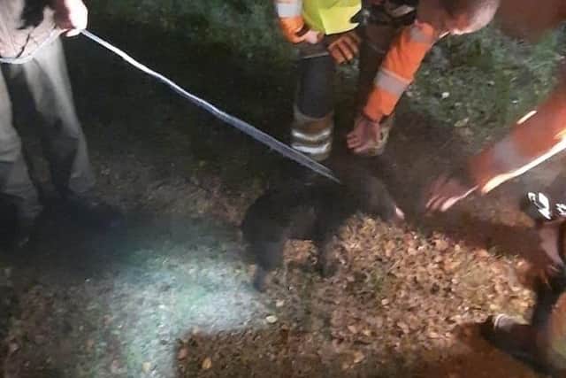 Firefighters and crews from Mountain Rescue were called to reports that a man and his dog had fallen down a ravine. Although the man was able to get to safety, Roxy, a 2-year-old Patterdale Terrier, was stuck in the 50ft deep ravine. Photo: North Yorkshire Police
