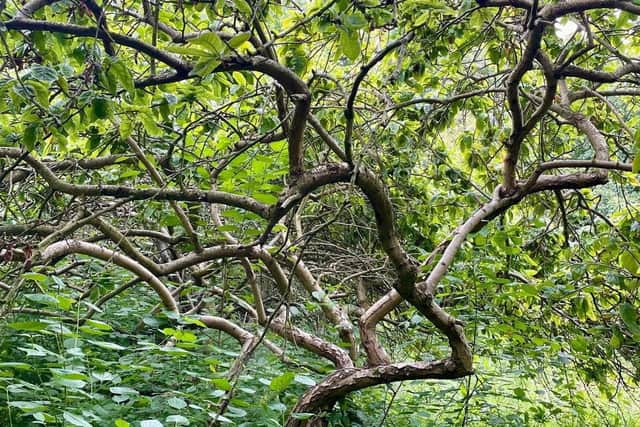 Medlar trees in the former Nature's World site in Acklam, Middlesbrough.
